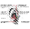 EarPro_Filtered_Caps_1500X1500__67745.webp