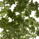 333_1.jpg.webp