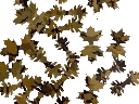 Feuilles Yellow Autumn x50 Lapa Gear