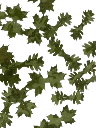 Feuilles Green Grass x50 Lapa Gear